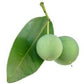 Tamanu Oil, Vanuatu