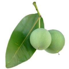Tamanu Oil, Vanuatu